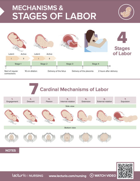 Learn about the mechanisms of labor and the normal delivery process. Download free labor stages Cheat Sheet 🤰🏻🤱🏻 Labor Stages, Nursing Watch, Stages Of Labor, Labor And Delivery Nurse, Nurse Midwife, The Mechanisms, Delivery Nurse, Normal Delivery, Study Smarter