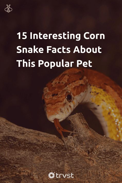 Cornsnakes Habitat, Corn Snake Care, Corn Snake Enclosure Ideas, Discovery Activities, When To Get Pregnant, California King Snake, Animal Farming, Corn Snakes, Pet Snakes