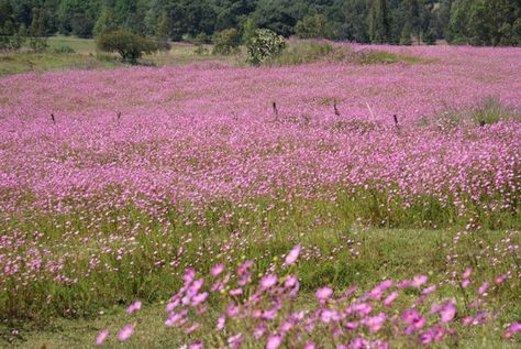 Cosmos flower field Flower Field Landscape Horizontal, Flower Field Landscape, Field Aesthetic, Background Landscape, Field Landscape, Laptop Wallpapers, Landscape Horizontal, Cosmos Flowers, Rooftop Garden