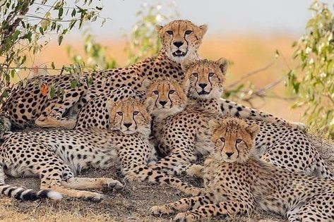 Cheetah Family, Masai Mara, Cheetahs, African Wildlife, African Animals, Sweet Animals, Animal Photo, Exotic Pets, Beautiful Cats