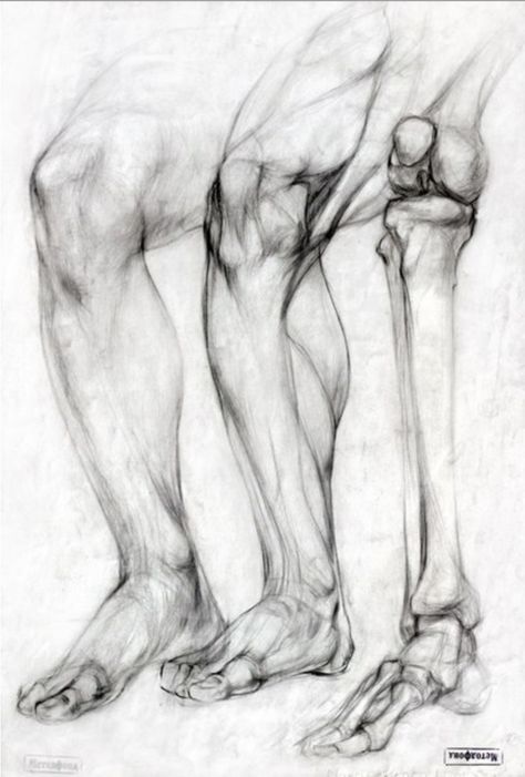 Bone Drawing, Leg Anatomy, Drawing Legs, Human Anatomy Drawing, Human Figure Drawing, Human Anatomy Art, Anatomy Sketches, Anatomy Poses, Anatomy For Artists