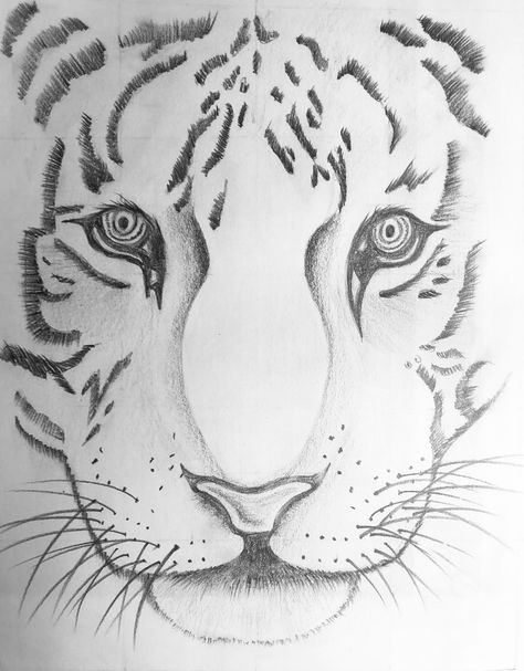 Tiger step by step Easy Pencil Drawings, Tiger Sketch, Easy Animal Drawings, Tiger Drawing, Drawing Hands, Drawing Eyes, Drawing Hair, Easy Animals, Drawing Faces