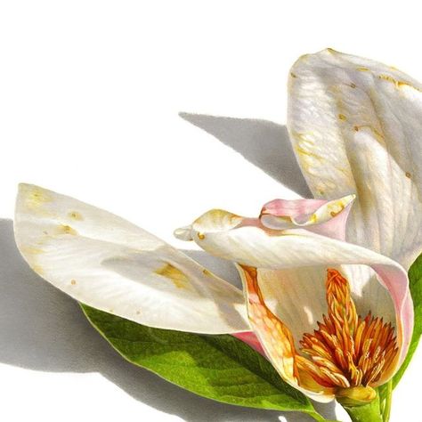 David L Morrison on Instagram: "This is one of favorite color pencil drawings of a magnolia fallen flower. I enjoy the contrast between the green leaf and the reddish-orange flower stamen. I love how the flower is opened up to show the majestic beauty inside. The magnolia tree in our yard has had special significant to me as I’ve drawn it for years. I’m constantly looking at the magnolia tree as it goes through its life cycle and recording its existence through the drawings. Every time I develop Flower Stamen, Magnolia Leaves, Leaf Drawing, Magnolia Trees, Beauty Inside, Color Pencil Drawing, Orange Flowers, Fall Flowers, Green Leaves