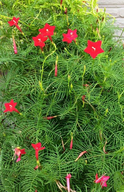 Cypress vine.  Reseeds every year.  Love it. Ipomoea Quamoclit, A4 Size Paper Border Design Flower, Potting Plants, Cypress Vine, Flower Variety, Drywall Art, Green Scenery, Diy Raised Garden, Indian Flowers