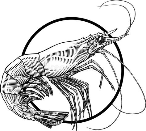 Shrimp. Black and white engraving illustration of shrimp. Circle frame can be ea , #sponsored, #engraving, #illustration, #white, #Shrimp, #Black #ad Shrimp Tattoo Design, Shrimp Tattoo, Shrimp Drawing, Seafood Design, Shrimp Design, Shrimp Stock, Engraving Illustration, Desenho Tattoo, Clipart Black And White