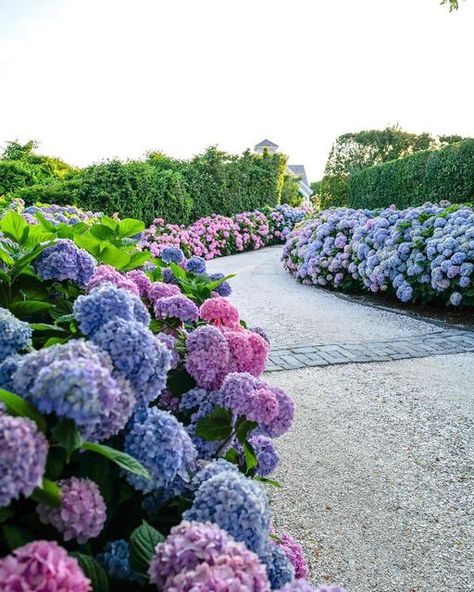 White Picket Fence Ideas, Picket Fence Ideas, 1 Million Views, Nantucket Summer, Fence Designs, Cottage Aesthetic, Hydrangea Garden, Blue And Purple Flowers, White Picket Fence