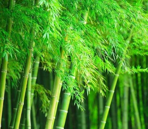 PRICES MAY VARY. 300 Seeds Giant Timber Bamboo Seeds - for Planting CZ GRAIN Product Guarantee 300 Seeds Giant Timber Bamboo Seeds Landscaping Privacy, Brown Suits For Men, Giant Bamboo, Ocean Forest, Bamboo Seeds, Growing Bamboo, Privacy Landscaping, Outdoor Privacy, Brown Suits