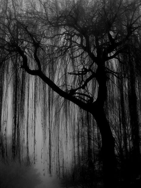 Scary Trees, Creepy Woods, Pet Spider, Weeping Willow Tree, Wood Backdrop, Black And White Art Drawing, Witchy Wallpaper, Weeping Willow, Tree Wallpaper