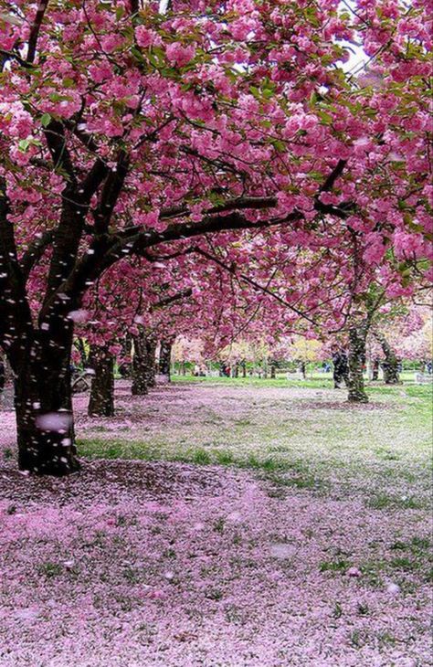 Because who doesn’t like a good cherry blossom photo! My dream front yard will be lined with these! Pink Places, Spring Scenery, World Most Beautiful Place, Spring Images, Beautiful Images Nature, Foto Art, Cherry Blossom Tree, Blossom Trees, Beautiful Places In The World