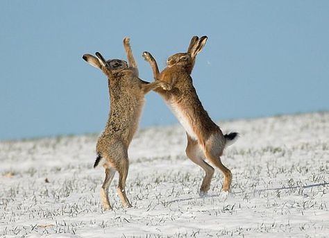 Boxing hares. Boxing Hares, Snow Animals, Funny Rabbit, March Hare, English Country Gardens, Animal Magic, Beautiful Nature Wallpaper, Animal Quotes, Worlds Of Fun