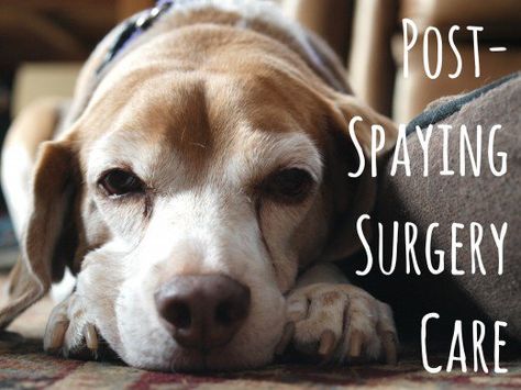 How to Care for Dogs After Spaying Surgery | PetHelpful Dog Spay Recovery, Dog Care Package, Dog Care Checklist, Paralyzed Dog, Dogs Ears Infection, Dog Spay, Disabled Dog, Calm Dogs, Dog Info