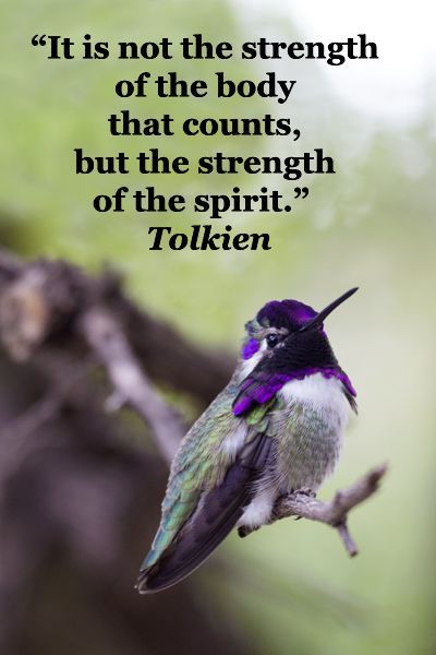 Hummingbird Spiritual Meaning, Hummingbird Quotes, Bird Quotes, Explore Quotes, Journey Quotes, It Goes On, Life Advice, A Quote, Wise Quotes