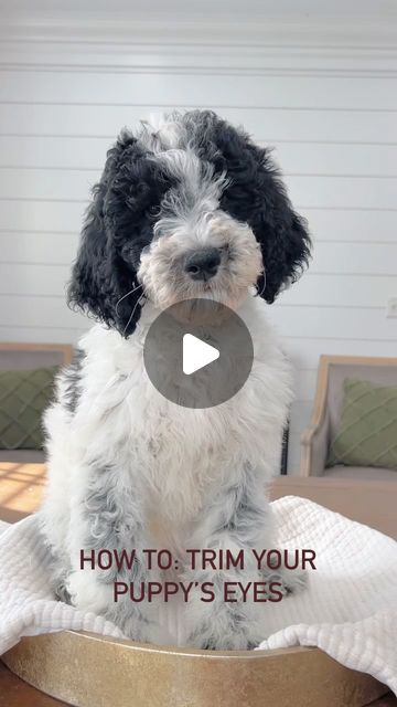 Sherri Gray Smeraglia on Instagram: "Our quick tutorial on how to trim up your pup’s eyes! 🐶 #goldendoodles #howto #grooming #poodles #puppies" Diy Poodle Grooming, Poodle Grooming Diy, Poodles Puppies, Dog Grooming Diy, Goldendoodle Grooming, Poodle Hair, Puppy Grooming, Bernedoodle Puppy, Poodle Grooming