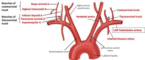 Subclavian Artery , Origin, Branches and Relations , Anatomy QA Axillary Artery, Thoracic Duct, Muscle Diagram, Sternocleidomastoid Muscle, Vascular Ultrasound, Subclavian Artery, Vertebral Artery, First Rib, Carotid Artery