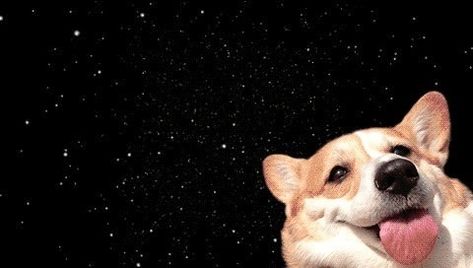 flying through space corgi - Imgur Corgi Laptop Wallpaper, Funny Dog Wallpaper Laptop, Corgi Wallpaper Desktop, Dog Wallpaper Laptop, Dog Desktop Wallpaper, Santa Wallpaper, Corgi Wallpaper, Laptop Wallpapers, Laptop Wallpaper Desktop Wallpapers