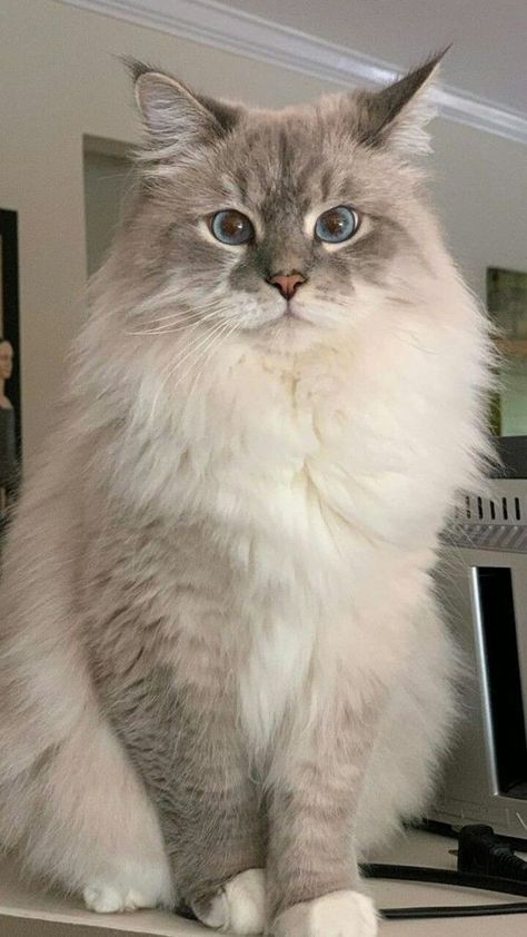 Fluffy Ragdoll Cat, Gato Ragdoll, Ib Art, Gato Grande, Dream's Cat, Exotic Shorthair, Siberian Cat, Cute Little Kittens, Ragdoll Kitten