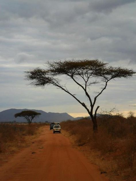 Safari Trees, Kenya Aesthetic, African Trees, Africa Aesthetic, Diani Beach Kenya, Africa Trees, Diani Beach, African Tree, Africa Trip