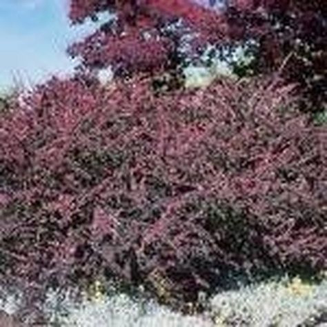 Concorde Barberry Landscaping, Barberry Bush Landscape Ideas, Bayberry Bush, Landscape Shrubs, Barberry Bush, Front Yard Flowers, Front Yard Plants, Candle Plant, Lawn Sprinklers