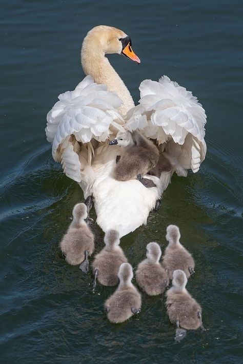 Swan Pictures, Baby Swan, Pretty Animals, Izu, Star Moon, Pretty Birds, Cute Creatures, Swans, Cute Little Animals