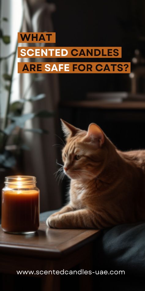 Worried about your pet's safety around scented candles? Explore our comprehensive guide on cat-safe, eco-friendly soy candles. Discover the benefits of soy wax, cat-friendly essential oils, and our specially curated Pure Serenity Collection. Transform your home ambiance without compromising your feline friend's health. Click the pin to read more. Diy Pet Safe Candles, Pet Friendly Candles, Pet Safe Candles, Essential Oils Cats, Safe Candles, Calming Cat, Info Board, Candle Safety, Food Candles