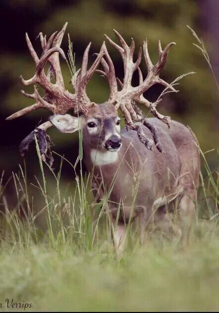 Whoa Whitetail Deer Pictures, Whitetail Deer Hunting, Big Deer, Photo Animaliere, Deer Photos, Deer Pictures, Whitetail Bucks, Deer Hunters, Mule Deer