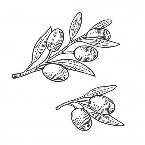 Olive Tattoo, Olive Branch Tattoo, Branch Drawing, Woodcut Tattoo, Olive Oil Packaging, Engraving Tattoo, Food Tattoos, Branch Tattoo, Engraving Illustration