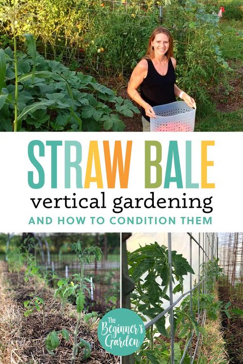 How to Grow Vertically in a Straw Bale Garden - The Beginner's Garden Strawbale Gardening, Straw Bale Garden, Grow Vertically, Garden Planning Layout, Straw Bale Gardening, Straw Bale, Straw Bales, Garden Veggies, Garden Harvest