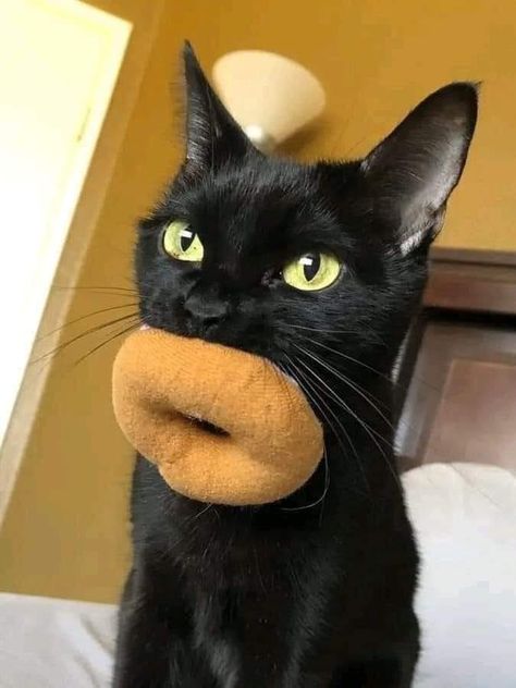 ...or too much botox? Via Raghad Makansı > Cat Philosophy > Facebook #yourdailypaws #cat #donut #blackcatlove Fish Cat Toy, Police Academy, A Black Cat, Animal Planet, Funny Clips, Cat Pics, Cat Toys, Your Head, Cat Memes