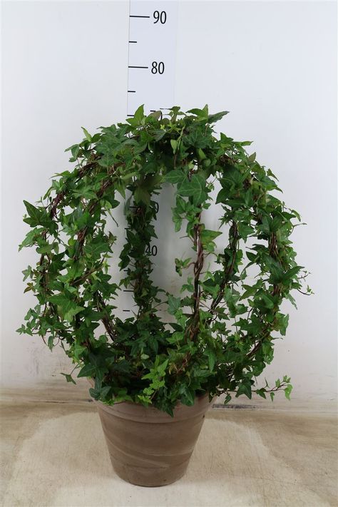 Variety: Hedera/Ivy Size: 27cm Clay pot/70cm Tall Shape: Dome Price: £50 each English Ivy Outdoor Pots, English Ivy Outdoor, Hedera Ivy, Ivy Outdoor, Indoor Planting, Container Ideas, Plant Stakes, Apartment Plants, English Ivy