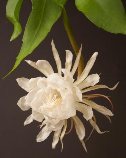 15 Huge Flowers | HGTV Night Blooming Cereus Tattoo, Foxglove Varieties, Cereus Flower, Night Blooming Cereus, Huge Flowers, Night Blooming Flowers, Moon Flowers, Panicle Hydrangea, Orchid Cactus