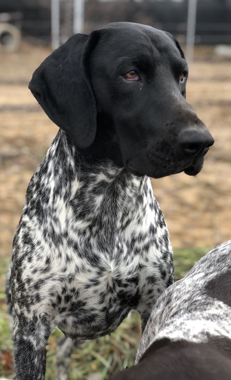 2 year old Cole. Black and white German Shorthair Pointer. Black And White German Shorthair Pointer, Black Gsp, German Shorthaired Pointer Puppies, German Shorthaired Pointer Black, German Pointer, Gsp Dogs, Shorthair Pointer, Gsp Puppies, German Shorthaired Pointer Dog