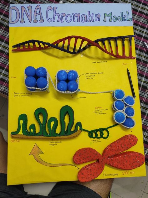 how DNA is condenced and chromosomes are formed Dna Working Model, Kidney Model Project, Dna Project Ideas, Chromosome Model, Biology Models, Chromosome Structure, Dna Model Project, Life Science Middle School, Dna Project