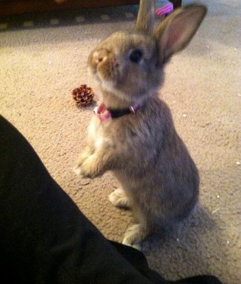 Our bunny Fancy with her pink bell collar. Bunny Collar, Bell Collar, Tiny Animals, Pet Bunny, Rabbits, Pet, Collar, Animals, Pink