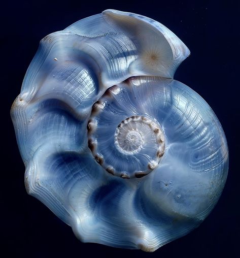 Sea Star Aesthetic, Blue Topaz Aesthetic, Dark Sea Aesthetic, Sea Shells Aesthetic, Spiral In Nature, Blue Sea Aesthetic, Ocean Moodboard, Ethereal Ocean, Sea Core