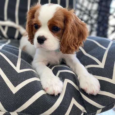 Cavalier King Charles Spaniel Blenheim, Cavalier King Spaniel, King Spaniel, Cavalier Dog, Spaniel Puppies For Sale, Dream Pet, Cavalier King Charles Dog, Cavalier Puppy, Toy Dog Breeds