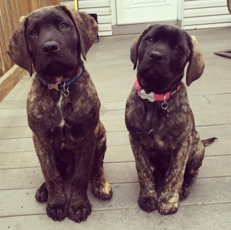 Lab Mastiff Mix Dog, Mastador Dog, Doodle Breeds, Bull Mastiff Puppies, English Mastiff Puppies, Pretty Pets, Mastiff Mix, Cavachon Puppies, Shitzu Puppies