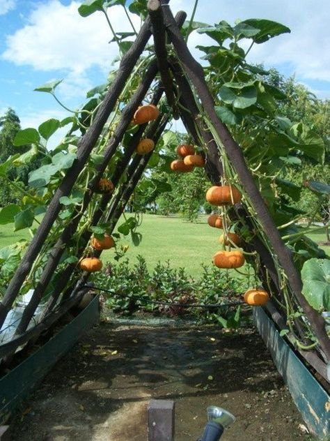 Pumpkin Trellis, Planting Pumpkins, Vertical Vegetable Garden, Growing Pumpkins, Garden Vines, Vertical Gardens, Garden Types, Whimsical Garden, Garden Care