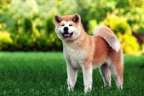 Bear Dog Breed, Japanese Dog Breeds, Guard Dog Breeds, Working Dogs Breeds, Protective Dogs, Best Guard Dogs, Japanese Akita, Beautiful Dog Breeds, Big Dog Breeds