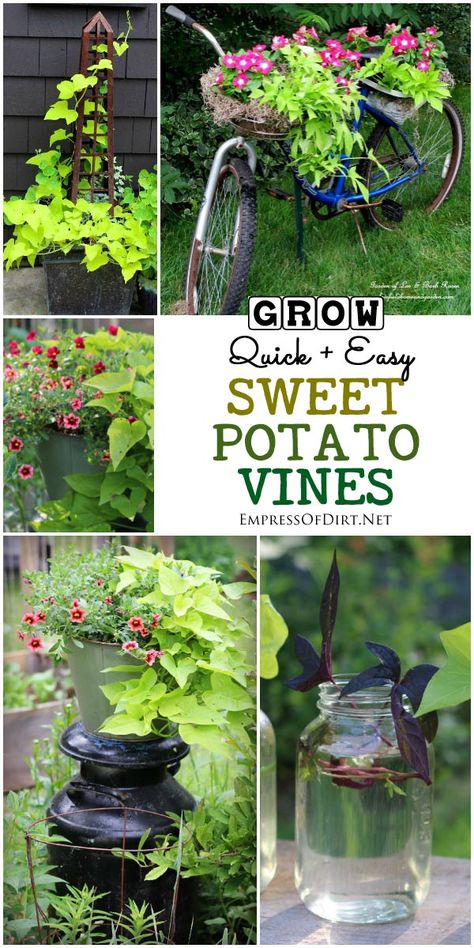 When It comes to quick, easy to grow, goof-proof annuals, sweet potato vine (Ipomoea butatas) is one of the best. I'll show you some creative uses for these reliable, gorgeous vines. Sweet Potato Vine Planter, Potato Vine Planters, Sweet Potato Plant, Growing Sweet Potatoes, Sweet Potato Vine, Potato Vines, Garden Vines, Growing Tips, Creative Gardening