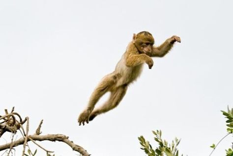 Baby monkey leaping Monkey Jumping, Monkey Pose, Monkey Jump, Jane Goodall, Elephant Sanctuary, Green Balloon, The Wonderful Wizard Of Oz, Jumping For Joy, Monkey King