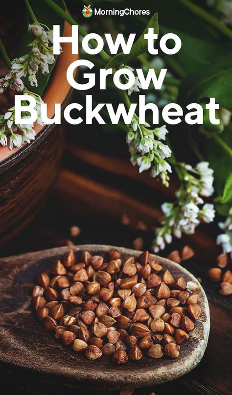 Growing Buckwheat, Growing Wheat, Food Forest Garden, Buckwheat Recipes, Spice Garden, Vegetable Benefits, Food Resources, Farm Lifestyle, Garden Vegetables