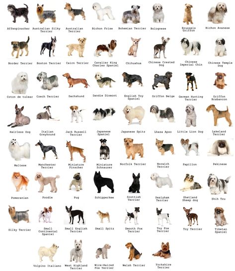 The Most Favorite Dog Breeds A to Z With Dog Breeds Alphabetical Order Dog Breeds Chart, Dog Breeds That Dont Shed, Types Of Dogs Breeds, Dog Breed Names, Top Dog Breeds, Dog Breeds List, Hairless Dog, Coton De Tulear, Breeds Of Dogs