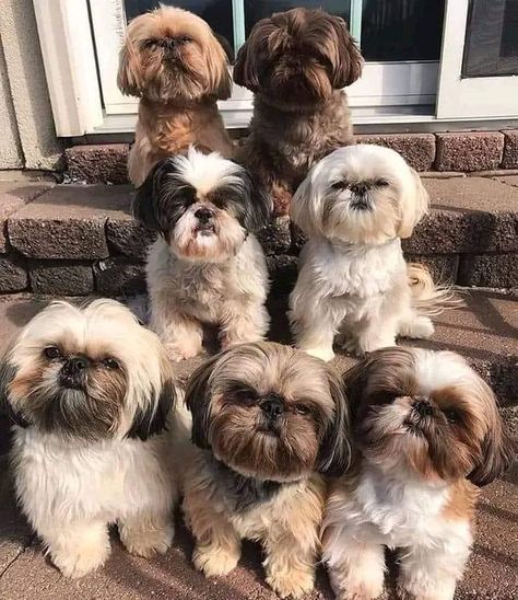 Chien Shih Tzu, Shitzu Dogs, Shitzu Puppies, Very Cute Puppies, Dog Haircuts, Dog Stroller, Super Cute Puppies, Dog Photoshoot, Shih Tzu Dog