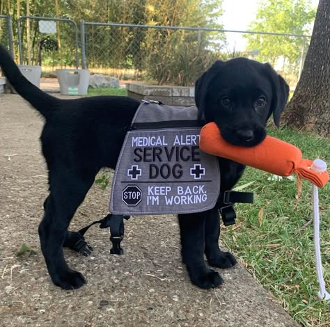 Black Lab Service Dog, Australian Shepherd Service Dog, Labrador Service Dog, Service Dog Gear For School, Lab Service Dog, Dog Vest Diy, Guard Dog Training, Black Lab Puppy, Psychiatric Service Dog