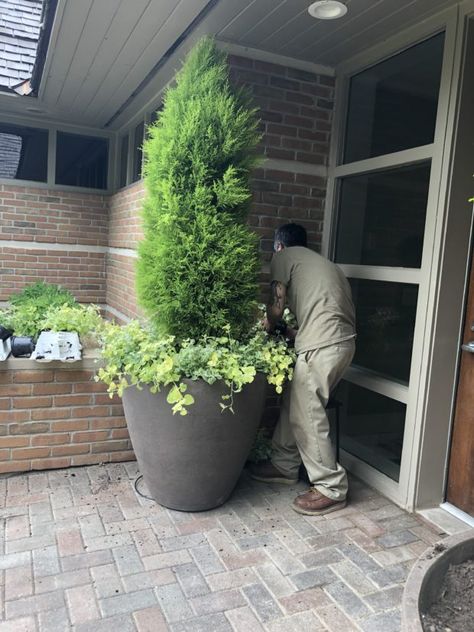 container planting | Deborah Silver & Co. - Part 7 Arborvitae In Containers, Summer Pots, Brick Planter, Commercial Planters, Deborah Silver, Summer Gardening, Container Planting, Plant Containers, Planting Pot