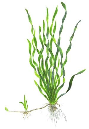 Aquarium Plants, Plants