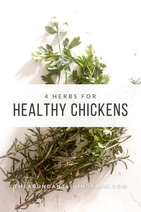 4 Herbs for Healthier Chickens | Raising Chickens Plants For Chickens, Herbs For Chickens, Live Chicken, Natural Pain Relievers, Healthy Balanced Diet, Backyard Flocks, Hatching Eggs, Chicken Feed, Healthy Balance