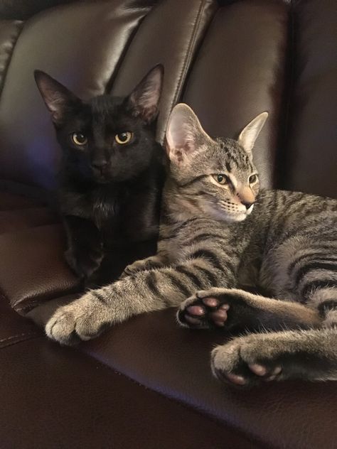 Black And Tabby Cats Together, Black Cat And Tabby Cat Together, Black Cat And Grey Cat Together, Black And Brown Cats Cuddling, Gray Cat And Black Cat, Bengal Cat Black, Black And Brown Cats Together, Brown Cat And Black Cat, Grey Cat And Black Cat