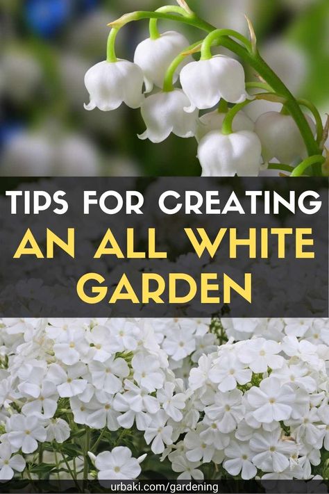 White Flower Beds In Front Of House, White Gardens Landscaping, White Flower Landscaping, White Flower Planter Ideas, White Cottage Garden, White Flower Garden Landscaping Ideas, White Flower Garden Ideas, White Flowers In Pots, White Annual Flowers