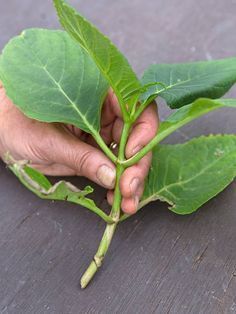 Hortensia stekken: met dit stappenplan lukt het altijd - Gardeners World Gardeners World, Garden Veggies, Earthship, Pergola Patio, Little Garden, Diy Plants, Garden Trees, Veggie Garden, Garden Storage